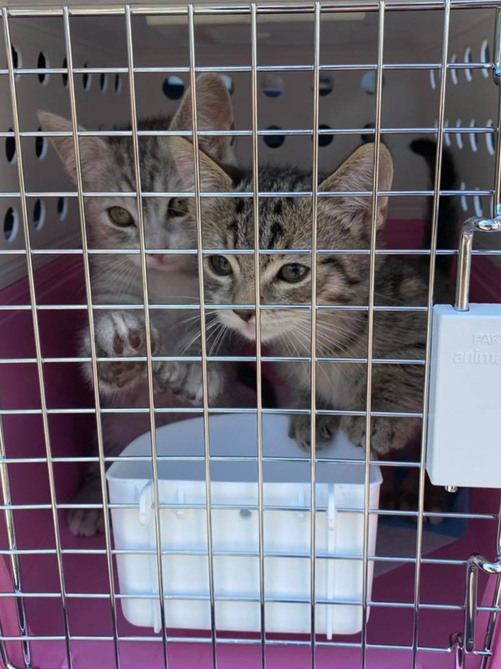Kittens in crate